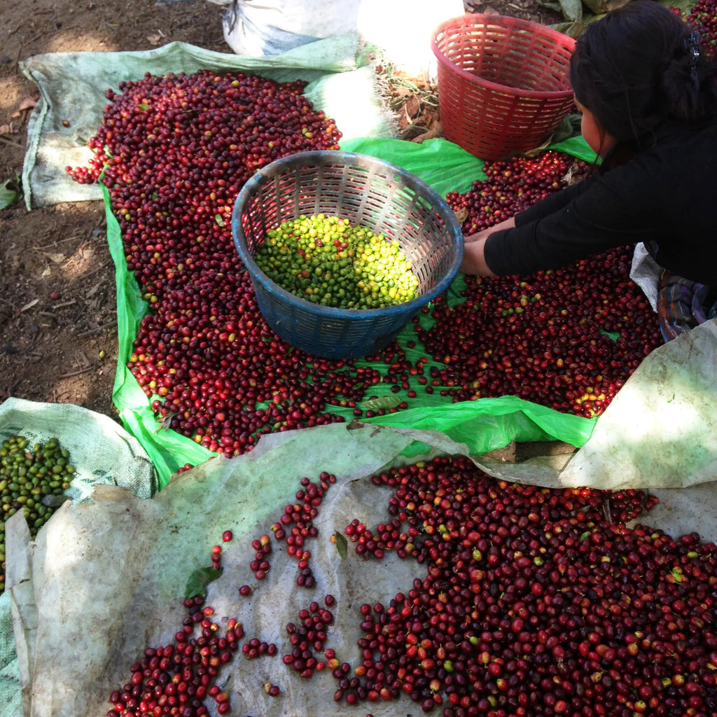 Colombian Supremo Stone Street Coffee