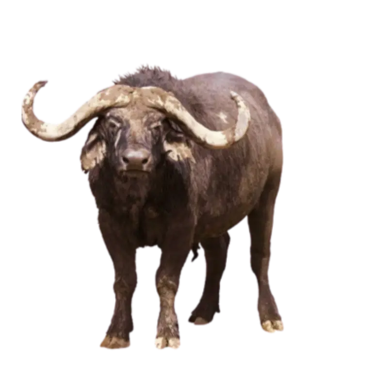 Café Nairobi Half Caff Café Nairobi