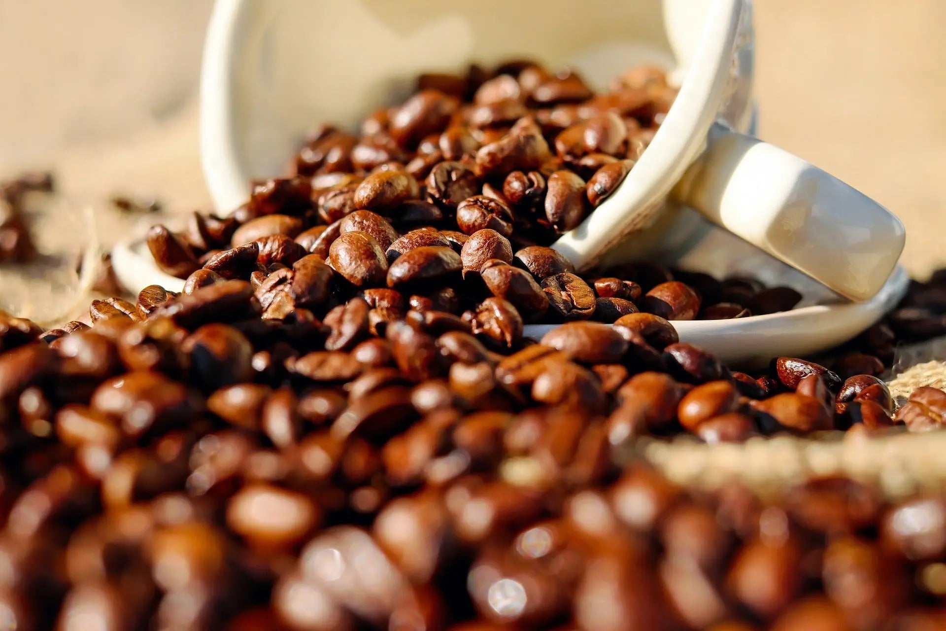 Birthplace Java - Premium Light Roast Organic Coffee 42 Days Coffee