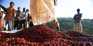DLAC Endeavor to Dream Foundation 12oz Organic Ethiopian Coffee Benevolent Bean