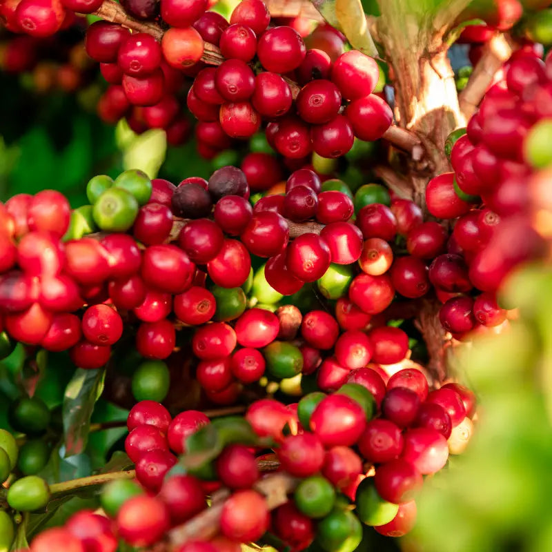 Tanzanian Peaberry Stone Street Coffee