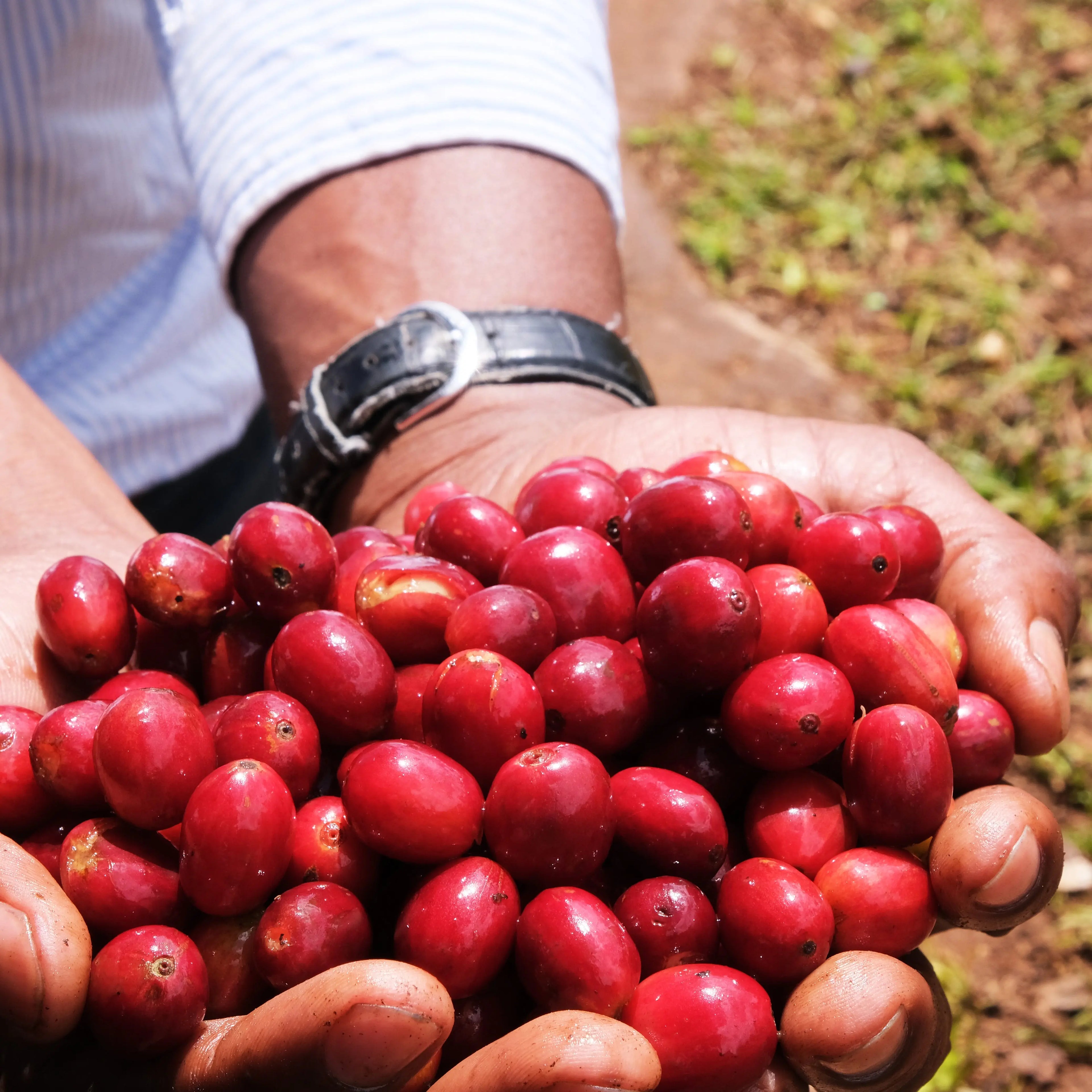Tanzanian Peaberry Stone Street Coffee