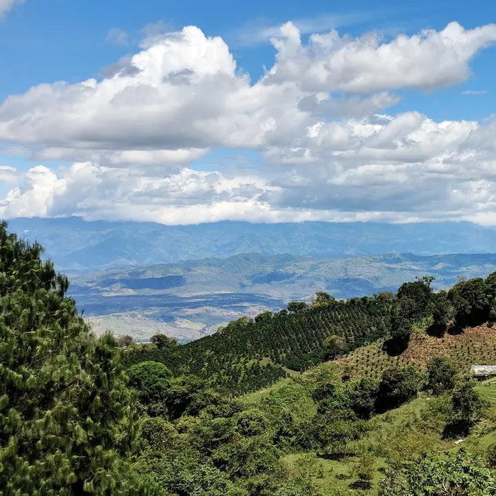 RFA Colombia Stone Street Coffee