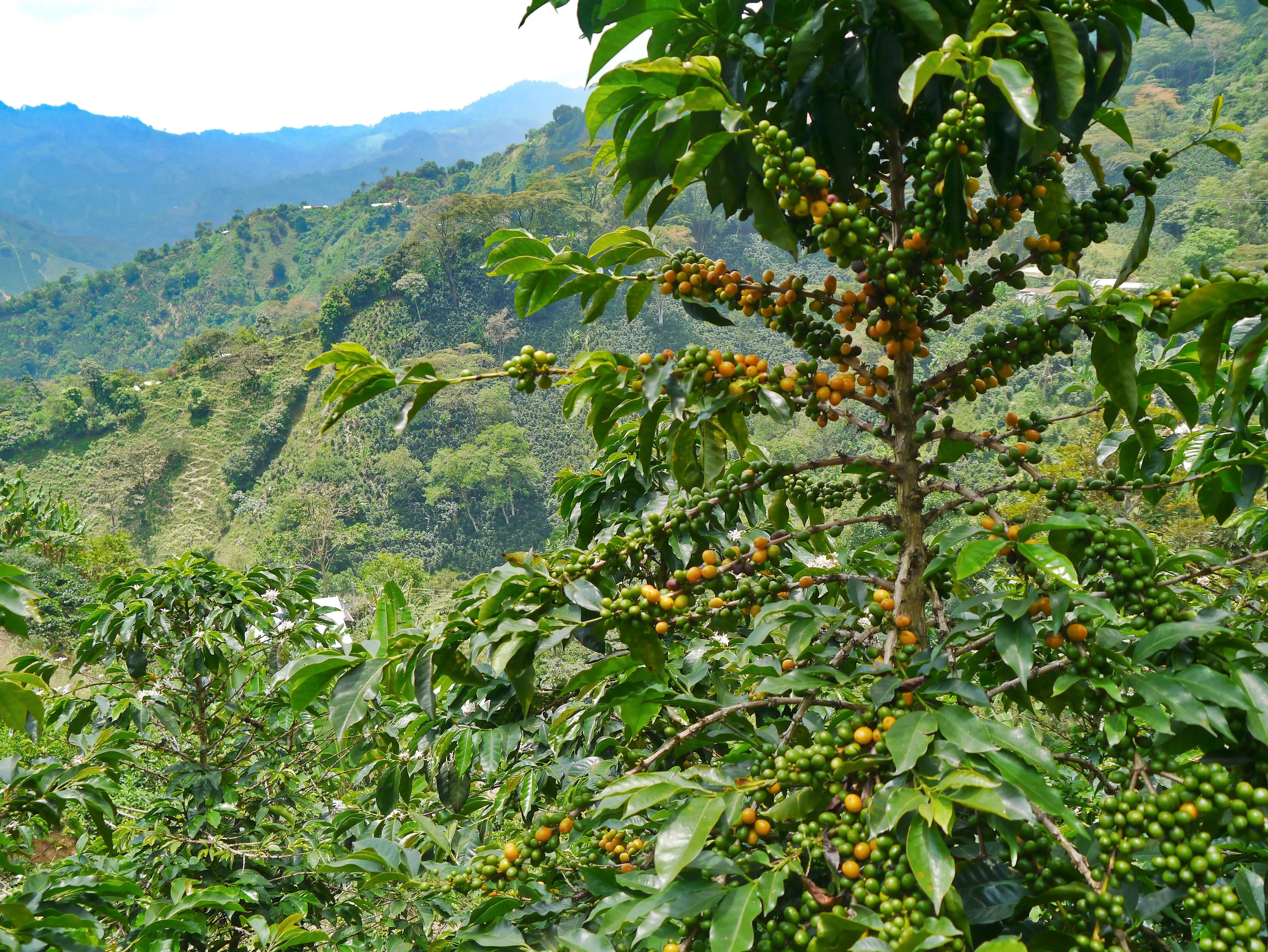 DLAC Endeavor to Dream Foundation 120z Organic Colombian Coffee Medium Roast Benevolent Bean