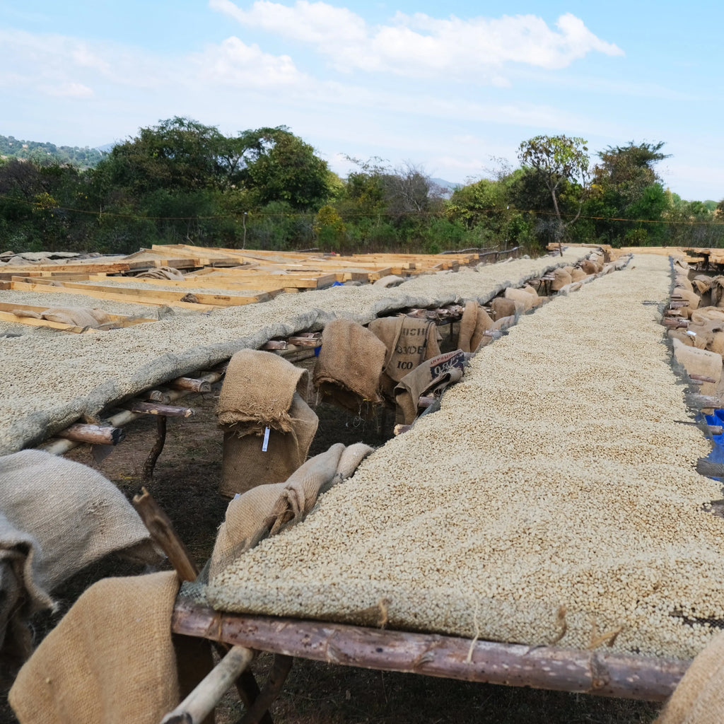 Sumatra Gayo Stone Street Coffee