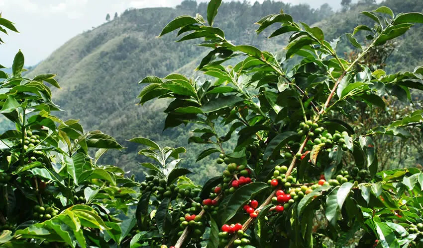Rwanda Kinini Stone Street Coffee