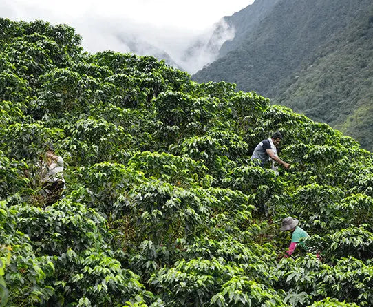 Colombian Supremo Stone Street Coffee