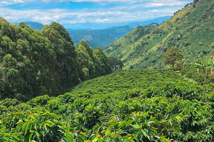 Congo Kivu Stone Street Coffee
