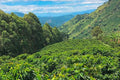 Congo Kivu Stone Street Coffee