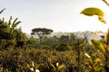Ethiopia Limmu Stone Street Coffee
