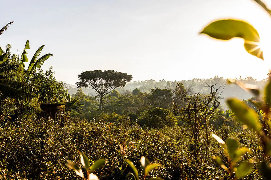 Ethiopia Limmu Stone Street Coffee