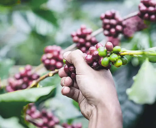 Gran Cru Stone Street Coffee