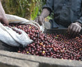 Dark Roast Blend Stone Street Coffee