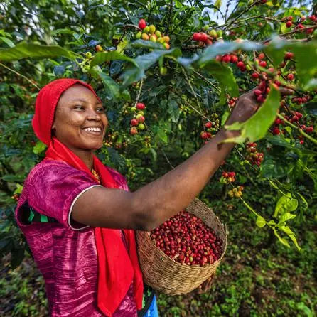 Ethiopian Sidamo Stone Street Coffee