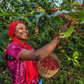 Ethiopian Sidamo Stone Street Coffee