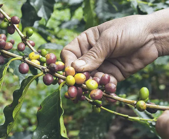 RFA Colombia Stone Street Coffee